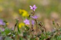 Common storksbill Royalty Free Stock Photo