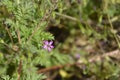 Common storksbill Royalty Free Stock Photo