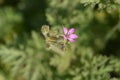 Common storksbill