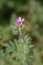 Common storksbill Royalty Free Stock Photo