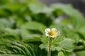 Wild strawberry flower among strawberry leaves Royalty Free Stock Photo