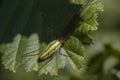 Common stretch spider, long-jawed orb-weaver spider, Tetragnatha extensa, walking and resting on a leaf on a sunny day, scotland. Royalty Free Stock Photo