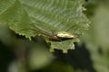 Common stretch spider, long-jawed orb-weaver spider, Tetragnatha extensa, walking and resting on a leaf on a sunny day, scotland.