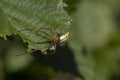 Common stretch spider, long-jawed orb-weaver spider, Tetragnatha extensa, walking and resting on a leaf on a sunny day, scotland. Royalty Free Stock Photo