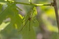 Common stretch spider, long-jawed ore-weaver, Tetragnatha, resting on leaf in sunshine.