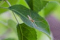 The Common stretch-spider in a web