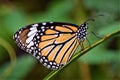 Common Stripe Tiger Butterfly Danaus genutia