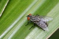 Common striped fly Royalty Free Stock Photo