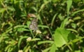 Common or striped pierrot. Castalius rosimon or Taracus nara. Royalty Free Stock Photo