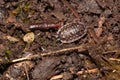 Common Shiny Woodlouse - Oniscus asellus