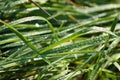 Common sugarcane leaves with water drops close-p view with selective focus on foreground Royalty Free Stock Photo