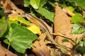 Common sun skink or East Indian brown mabuya among the leaf litter