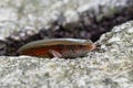 Common Sun Skink - Eutropis multifasciata, known as the East Indian brown mabuya, many-lined sun skink, many-striped skink, golden