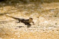 Common sun skink, Eutropis multifasciata