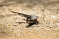 Common sun skink, Eutropis multifasciata