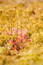 Common sundew