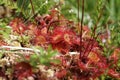 Common sundew Royalty Free Stock Photo