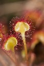 Common Sundew