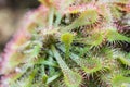 Common sundew Royalty Free Stock Photo