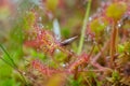 Common Sundew consuming insect