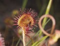 Common sundew (Drosera rotundifolia) Royalty Free Stock Photo