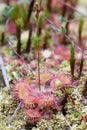 Round-leaved sundew, Drosera rotundifolia, in natural habitat Royalty Free Stock Photo