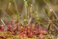 Common sundew Drosera rotundifolia Royalty Free Stock Photo