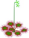 Common sundew - Drosera rotundifolia Royalty Free Stock Photo