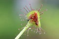 Common sundew, Drosera rotundifolia Royalty Free Stock Photo