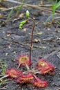 Common sundew with flower Royalty Free Stock Photo