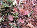 Common Sundew plant in swamp Royalty Free Stock Photo