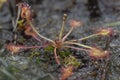 Common Sundew plant at wetland