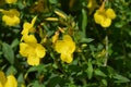 Common sundrops Royalty Free Stock Photo