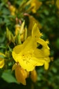 Common sundrops Royalty Free Stock Photo