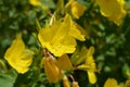 Common sundrops Royalty Free Stock Photo