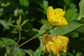 Common sundrops Royalty Free Stock Photo