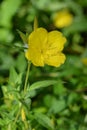 Common sundrops Royalty Free Stock Photo