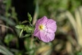 Common sundrops flowers Oenothera fruticose Royalty Free Stock Photo