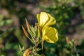 Common sundrops flowers Oenothera fruticose Royalty Free Stock Photo