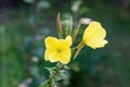 Common sundrops flowers Oenothera fruticose Royalty Free Stock Photo