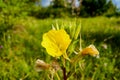 Common sundrops yellow flowers - Latin name - Oenothera fruticosa subsp. glauca Royalty Free Stock Photo
