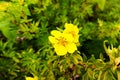 Common sundrops yellow flowers - Latin name - Oenothera fruticosa subsp. glauca Royalty Free Stock Photo