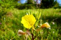 Common sundrops yellow flowers - Latin name - Oenothera fruticosa subsp. glauca Royalty Free Stock Photo