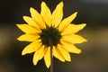 Common sunflower backlit by low angle sun with dark background Royalty Free Stock Photo