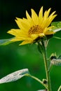 Common Sunflower in the evening light Helianthus annuus Sonnenblume im Abdenlicht