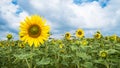 Common sunflower field with yellow flowers and green opening buds. Helianthus annuus Royalty Free Stock Photo