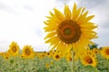 Common Sunflower gargen Helianthus annuus Close-up