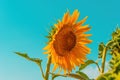 Common sunflower Helianthus annuus crop in cultivated agricultural field in sunny summer afternoon Royalty Free Stock Photo