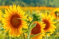 Common sunflower Helianthus annuus crop in cultivated agricultural field in sunny summer afternoon Royalty Free Stock Photo