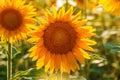 Common sunflower (Helianthus annuus) crop in cultivated agricultural field in sunny summer afternoon Royalty Free Stock Photo